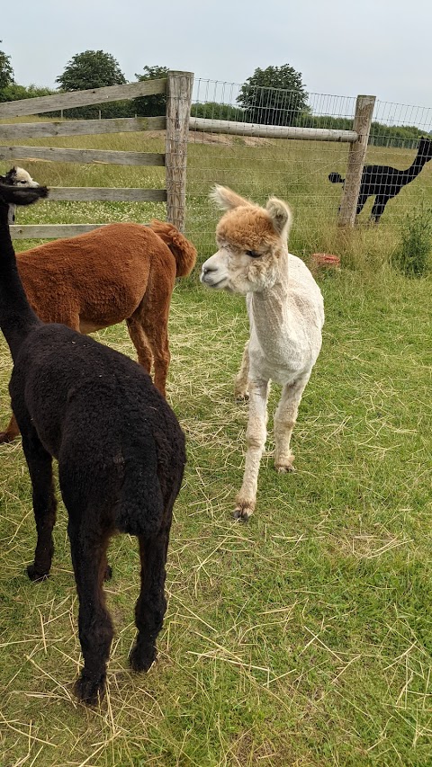 Stubbs Farm Alpacas