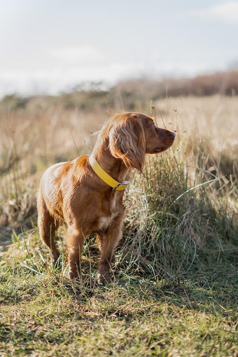 Maisies collars and leads