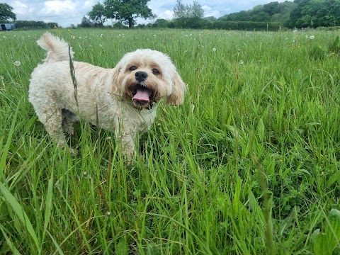 For the Love of Dogs - Dog walking