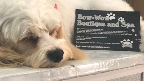 Bow-Wow Boutique and Spa