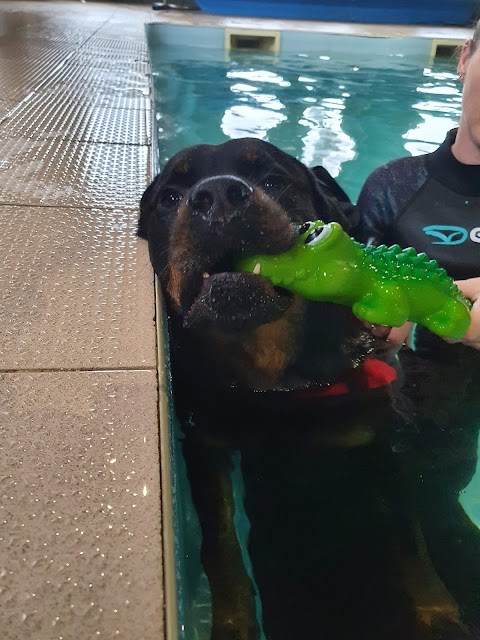 Splash an Approved Hydrotherapy & Pleasure Pool for Dogs