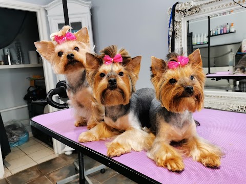 Boni dog and cat friendly grooming salon