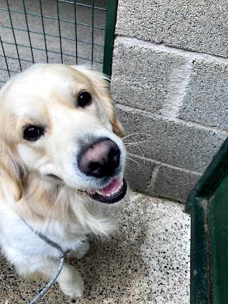 Ballinatone Boarding Kennels