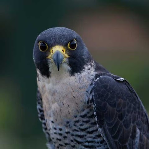 The Devon Bird of Prey Centre