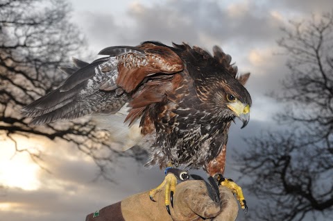 Battlefield Bird of Prey Centre formerly Battlefield Falconry Centre