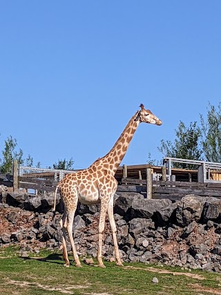 South Lakes Safari Zoo