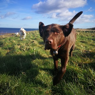 Campbells Walkies - Dog Walker in Musselburgh & East Lothian