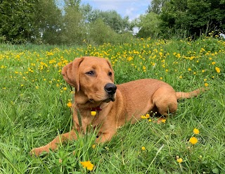 Happy Paws Dog Walking & Training