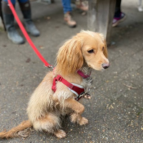 Basil's Doggie Daycare