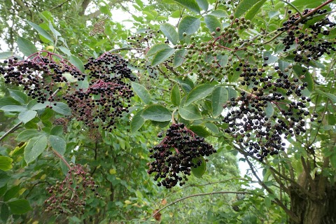 Mill Park Reserve - Long Buckby Green Spaces