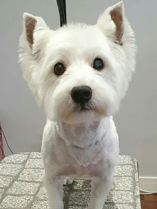 Happy And Fluffy Dog Grooming Service