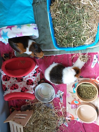 Marchwood Guinea Pig Boarding