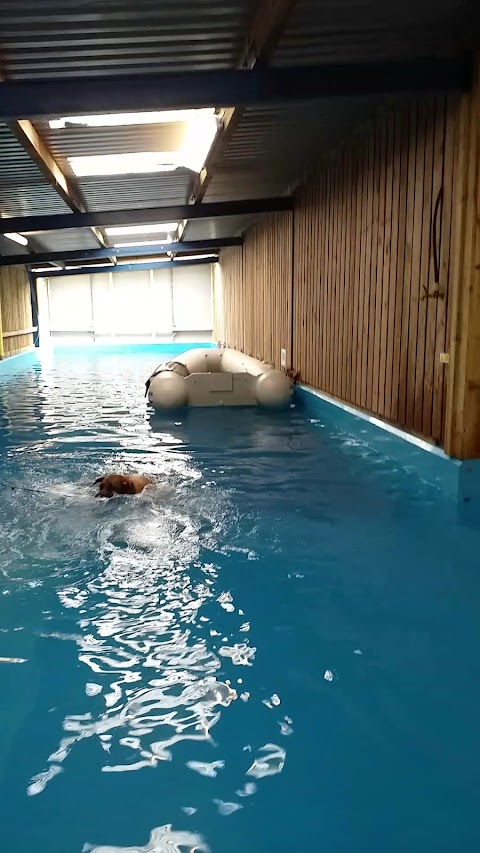 Swim 4 Paws