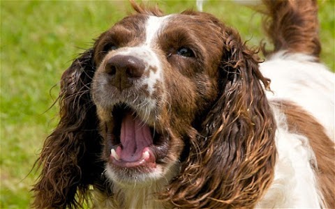 Riverside Lodge Kennels