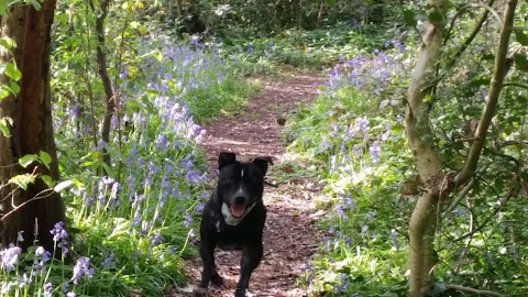 Doggie Holiday Homes Jo