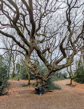 Moseley Bog