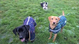 Furry friends dog walking and Socialisation service