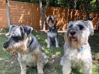 Happy Hounds & Cooler Cats