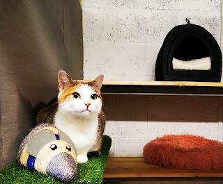 The Paw Lodge Cattery