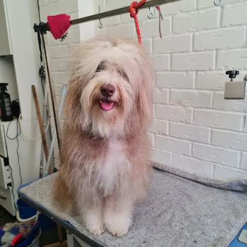 Woof to Wonderful, Dog Groomer