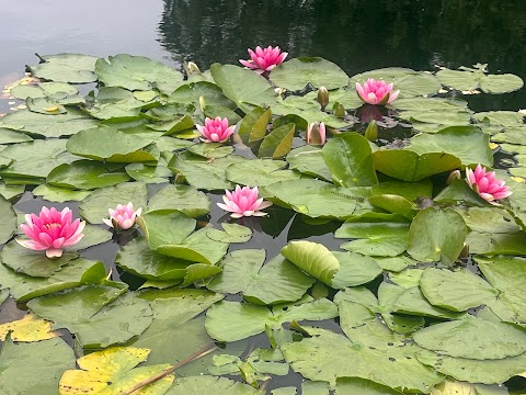 Rouken Glen Pond