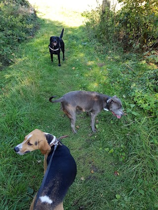 'Walkies' Leicester Dog Walking (South Charnwood)