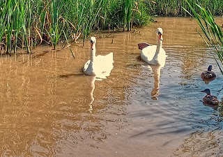 Greenhead Moss Nature Reserve