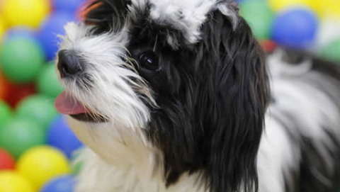 Dogz Club - Doggy Day Care and Dog Grooming Stockport