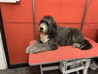 Allbreed Dog Grooming