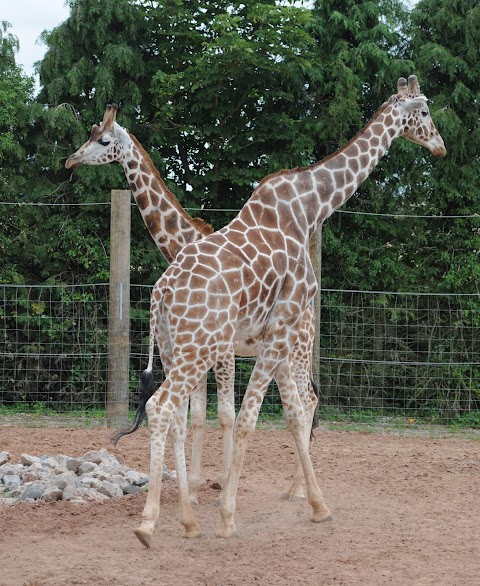 Giraffe House - Twycross Zoo