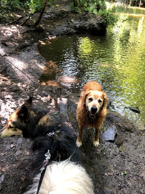 Play And Walkies - Dog Walking in Yate