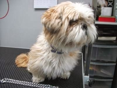 Posh Pooches Dog Grooming