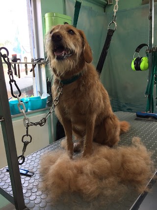 Watt-A-Dog Grooming