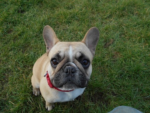 Wynhol Kennels and Cattery