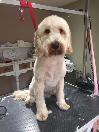 Curly Tails Dog Grooming, Horwich