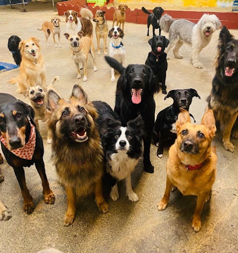 Daycare 4 Dogs