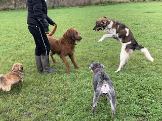 Django's Doggy Daycare