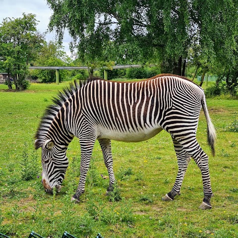 Chester Zoo Car Park 1