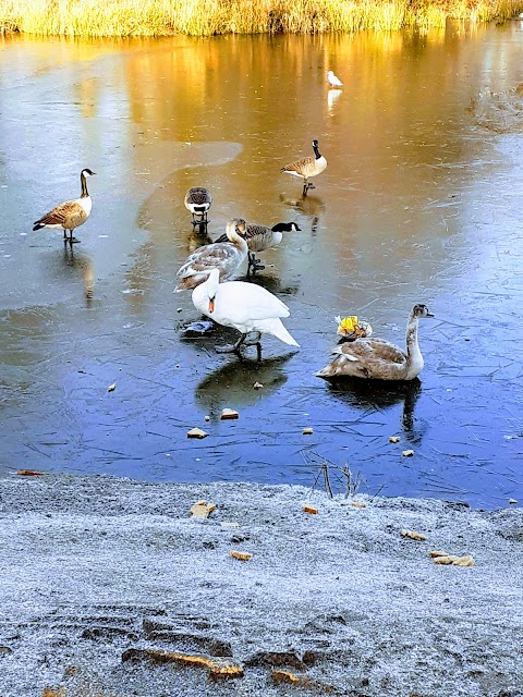 Gartmorn Dam Country Park