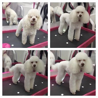 Pawsome Dogs - Dog Grooming Woodley