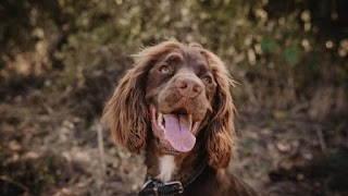 Chesterfield Dog Nanny