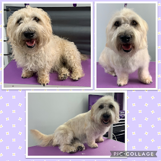 Di's Dog Grooming Worthing