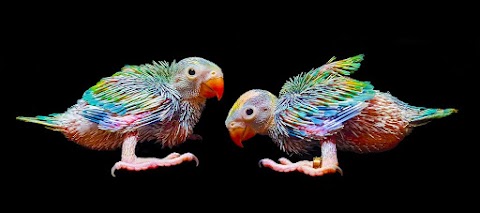 Indian Ringneck Parrots Manchester
