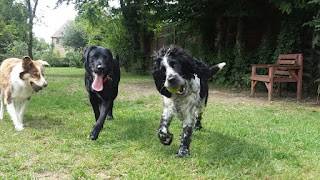 Olney Doggy Day Care