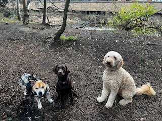 Canonmills Canines Edinburgh