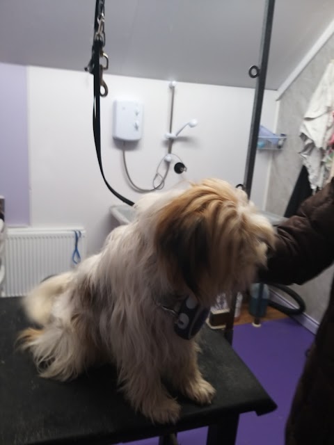 Cottage Dog Grooming