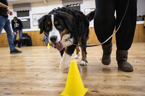 Build A Bond dog training and Walking