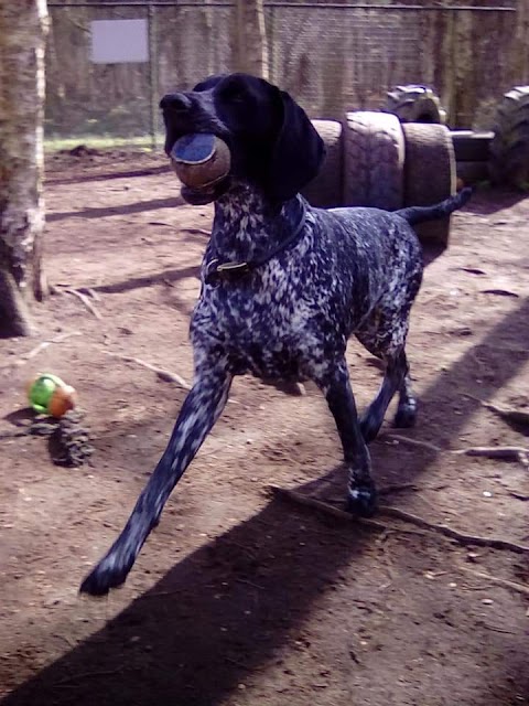 Chetwynd Firs Boarding Kennels & Cattery