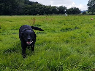 Sams Animal Care & Dog Walkies