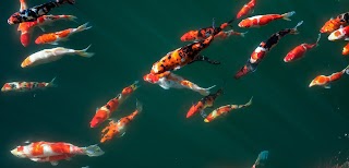 Irish Koi | Japanese Koi Northern Ireland